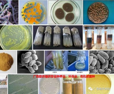 了解南宁微瑞生物科技