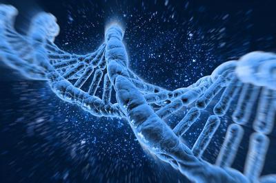 龙虾能实现生物学永生,打破了海夫利克极限,让人羡慕